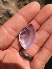 Austromactra contraria