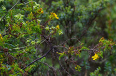 Hypericum laricifolium