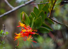Tristerix longibracteatus