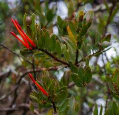 Tristerix longibracteatus