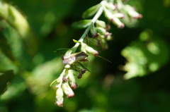 Adelphocoris suturalis