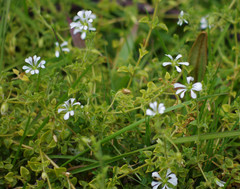 Stellaria recurvata