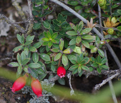 Disterigma empetrifolium