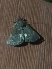 Hypena bijugalis