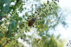 Homoeocerus dilatatus