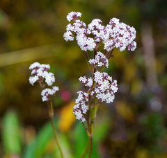 Valeriana adscendens