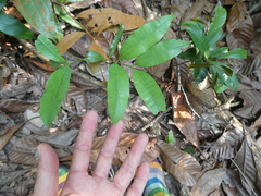 Calophyllum pulcherrimum