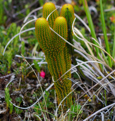 Phlegmariurus hystrix