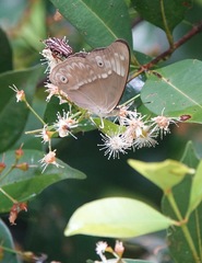 Eulaceura osteria