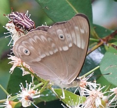 Eulaceura osteria