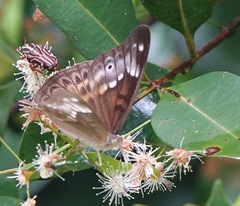 Eulaceura osteria