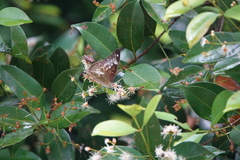 Eulaceura osteria