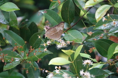 Eulaceura osteria