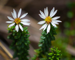 Diplostephium spinulosum