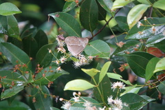 Eulaceura osteria