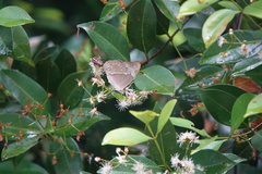 Eulaceura osteria