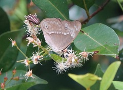 Eulaceura osteria