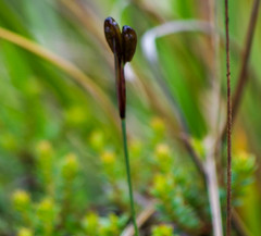 Sisyrinchium jamesonii