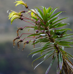 Siphocampylus lucidus