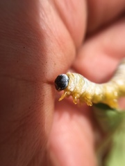 Macremphytus testaceus