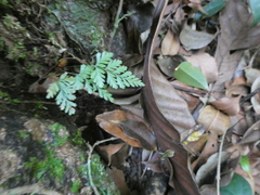 Davallia denticulata