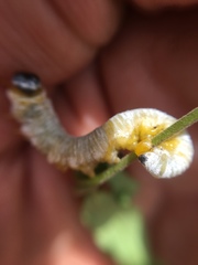 Macremphytus testaceus