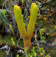 Phlegmariurus hystrix