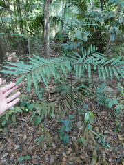 Artabotrys suaveolens