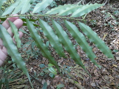 Artabotrys suaveolens