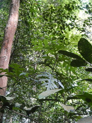 Artocarpus elasticus