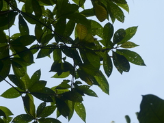 Timonius wallichianus