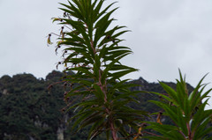 Siphocampylus lucidus