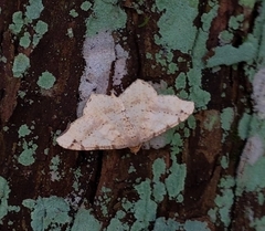 Macaria shanghaisaria