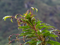 Siphocampylus lucidus