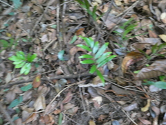 Taenitis blechnoides