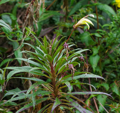 Siphocampylus lucidus