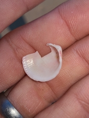 Acrosterigma cygnorum