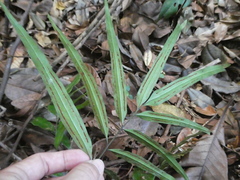 Taenitis blechnoides