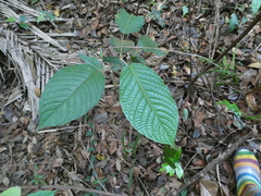 Baccaurea polyneura