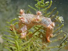 Bornella hermanni
