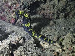 Hippocampus comes
