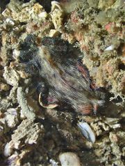 Pseudobiceros fulgor