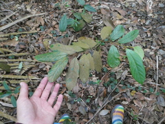 Cryptocarya griffithiana