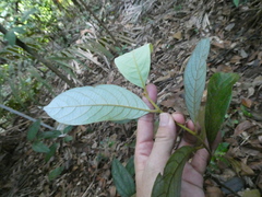 Cryptocarya griffithiana