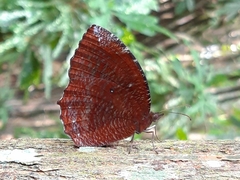 Elymnias hypermnestra hypermnestra