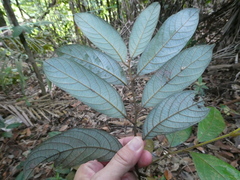 Cryptocarya griffithiana