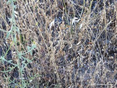 Petrorhagia prolifera