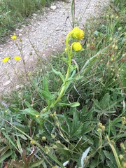 Senecio bigelovii