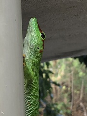 Phelsuma grandis