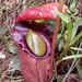 Nepenthes rajah - Photo anonymous, no known copyright restrictions (public domain)